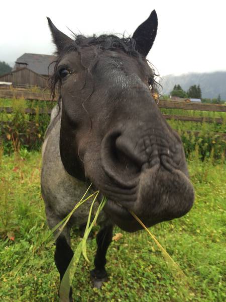 Unsere Noriker